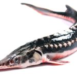 SEVRUGA FROZEN CUTTED FISH (Caspian Sea)