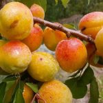 APRICOT YUBILEYNIY