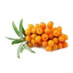 SEA BUCKTHORN