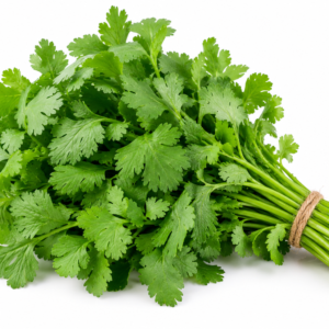 Cilantro